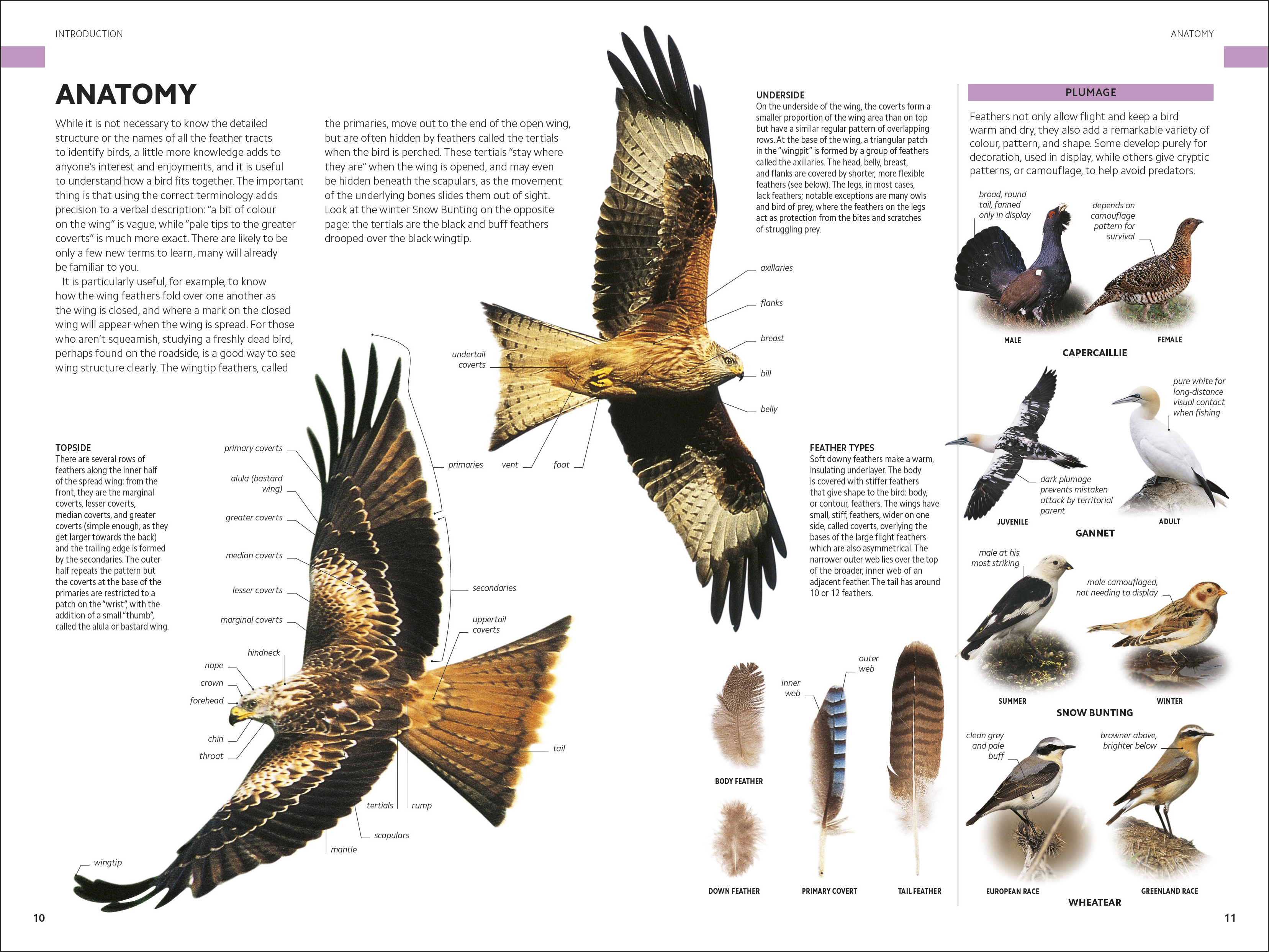 additional book photo