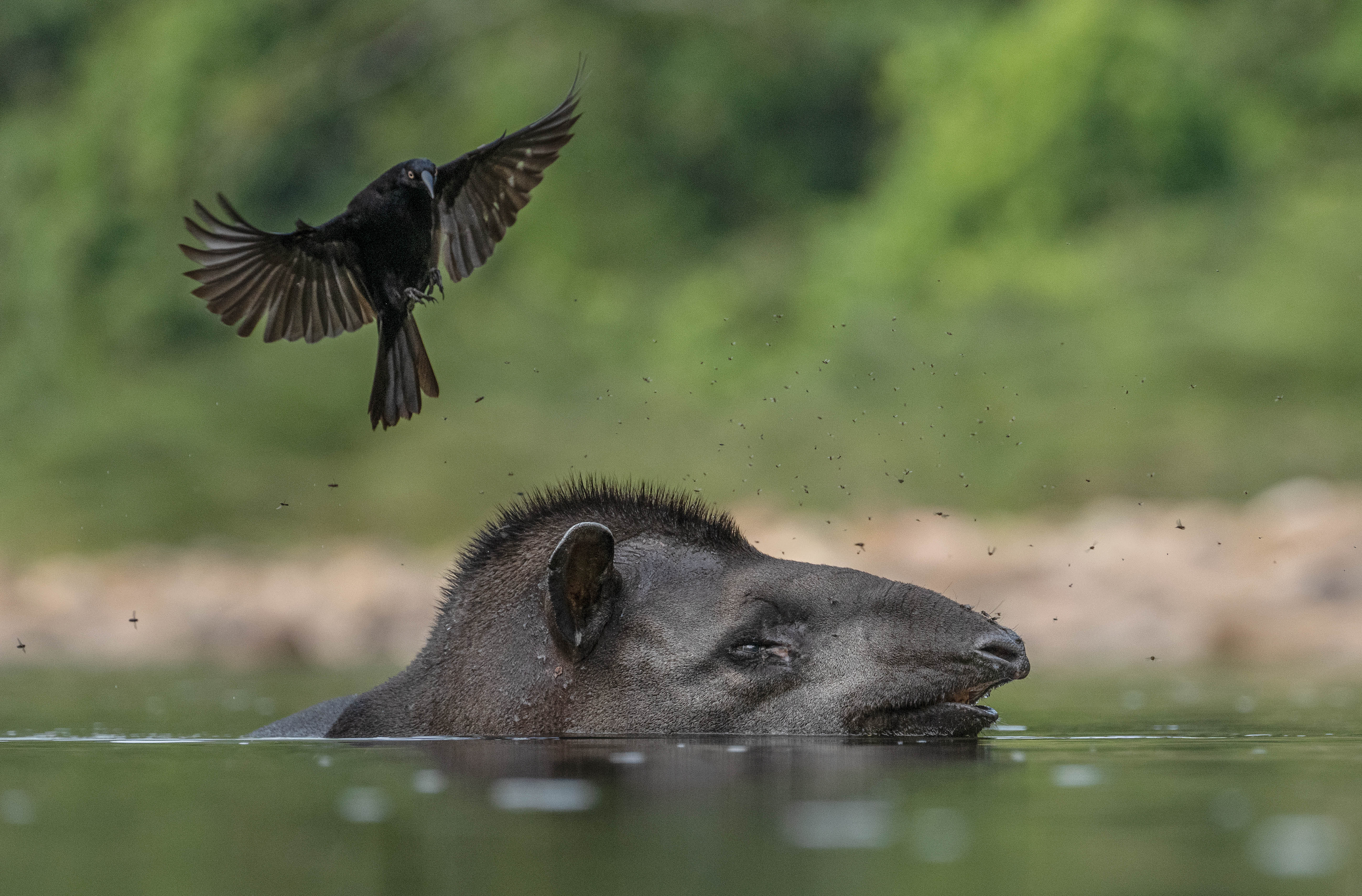 additional book photo