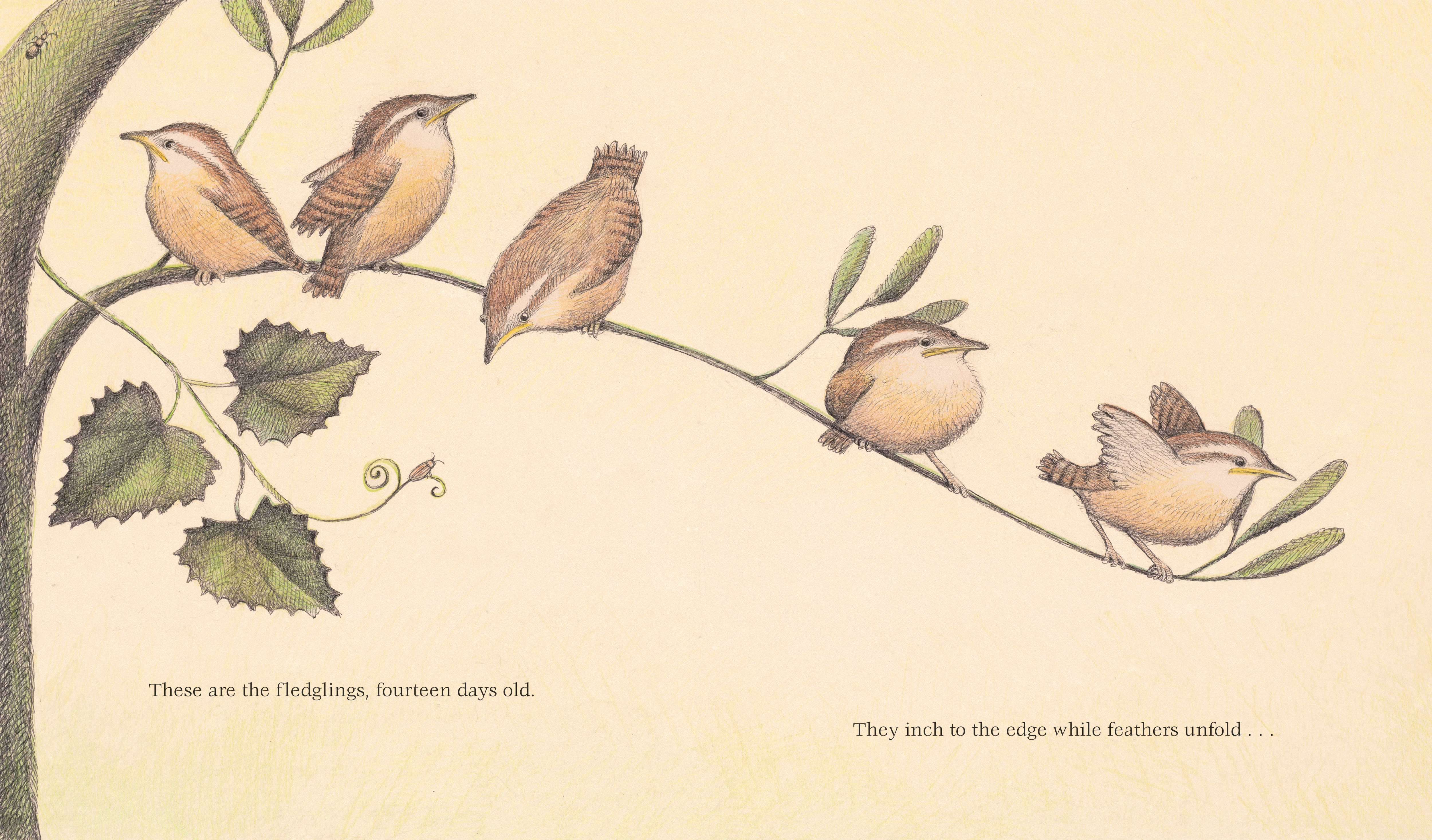 additional book photo