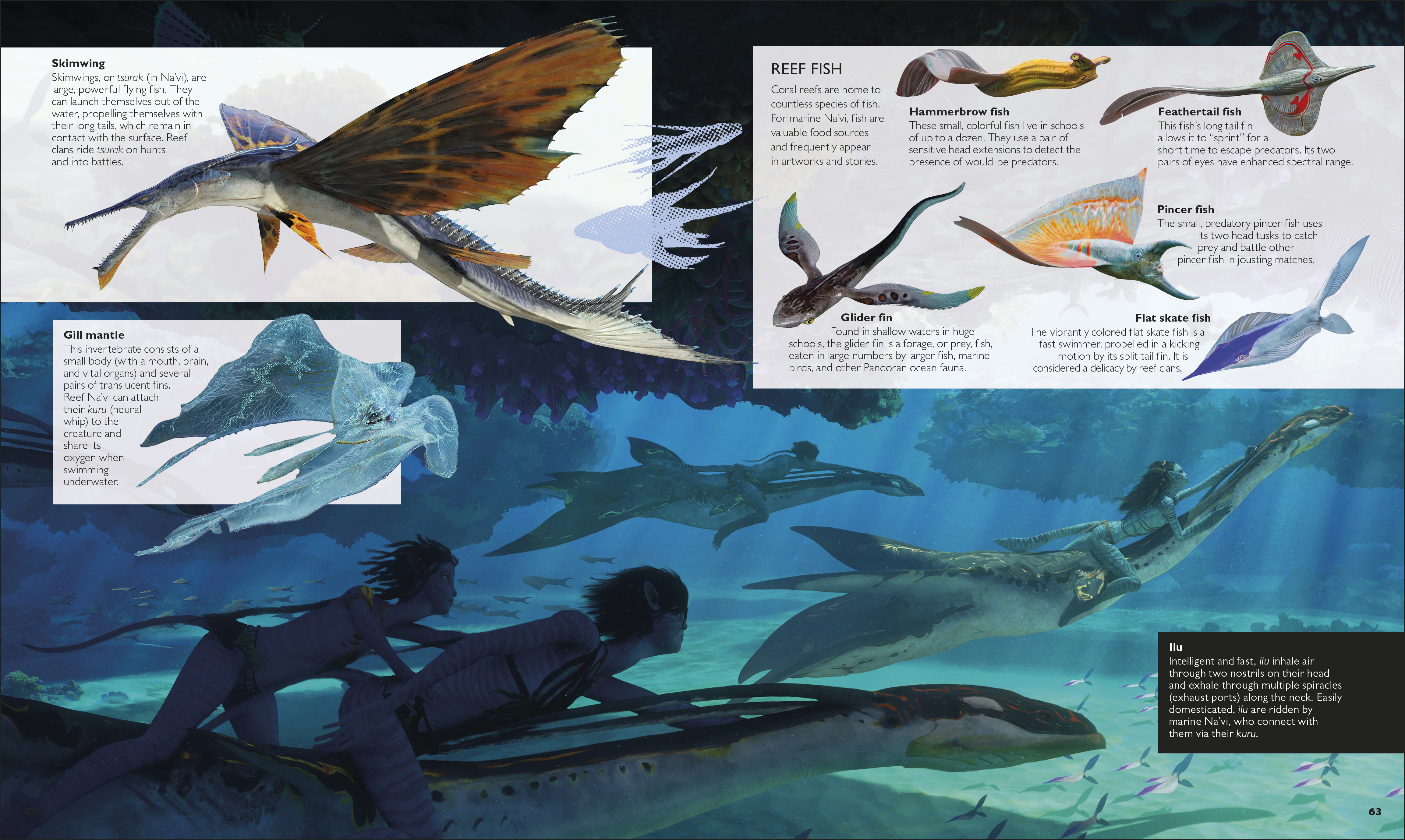 additional book photo