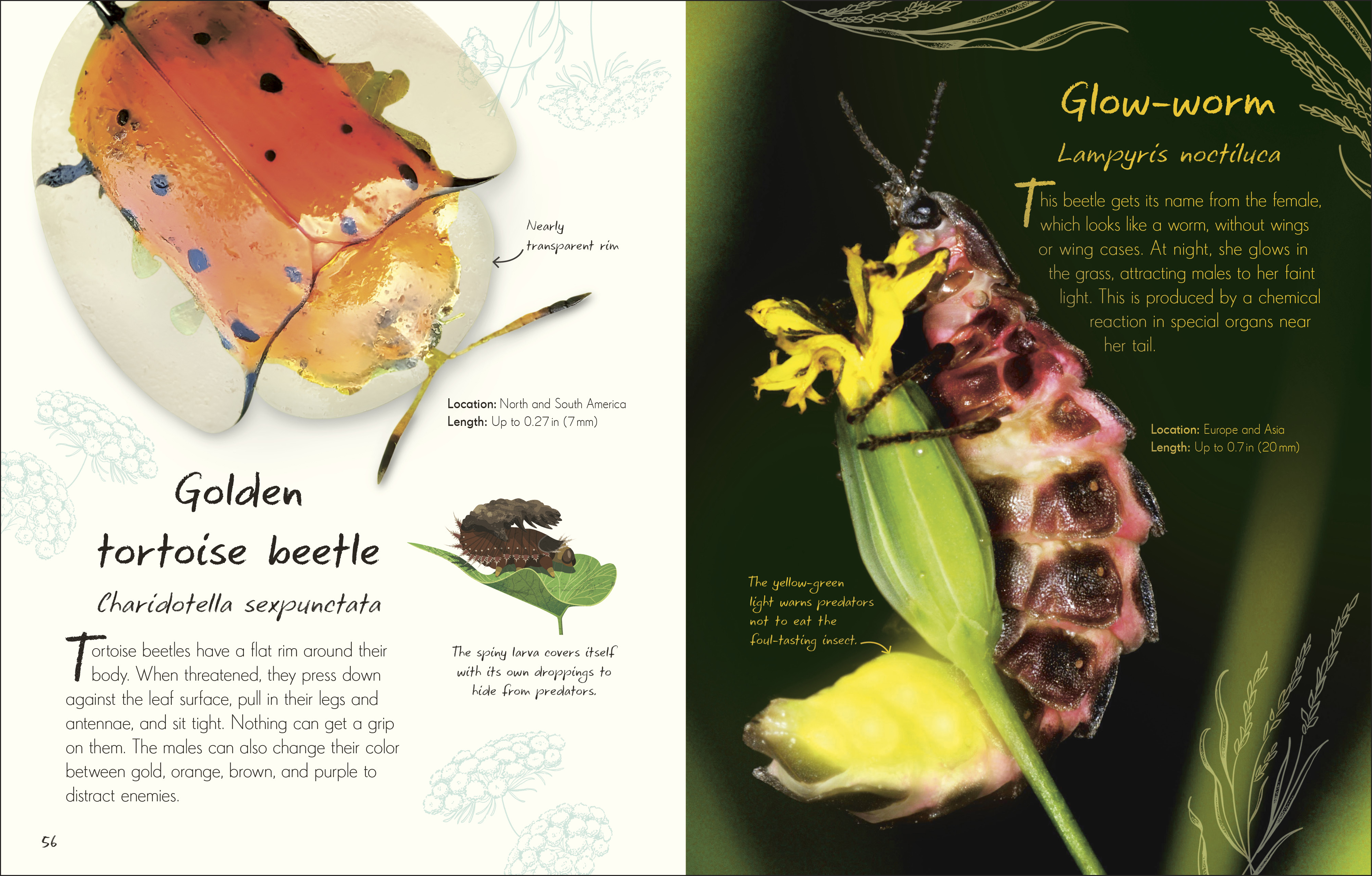 additional book photo