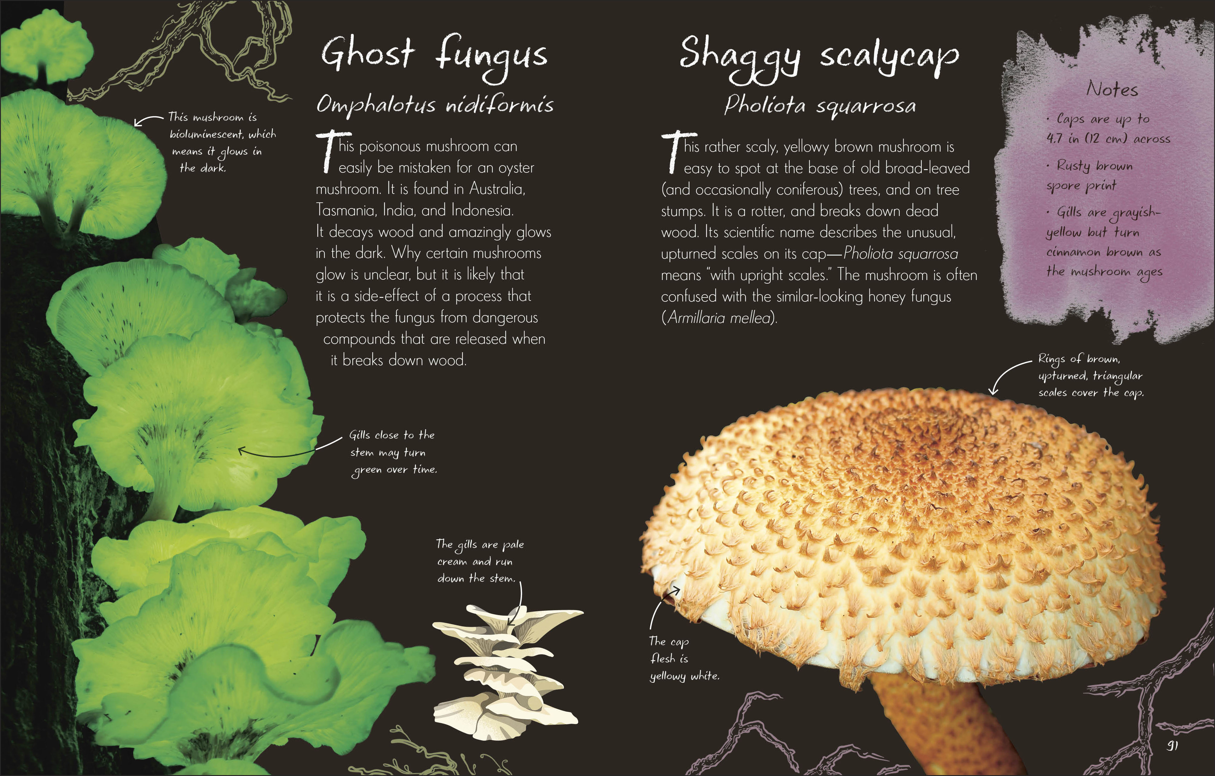 additional book photo