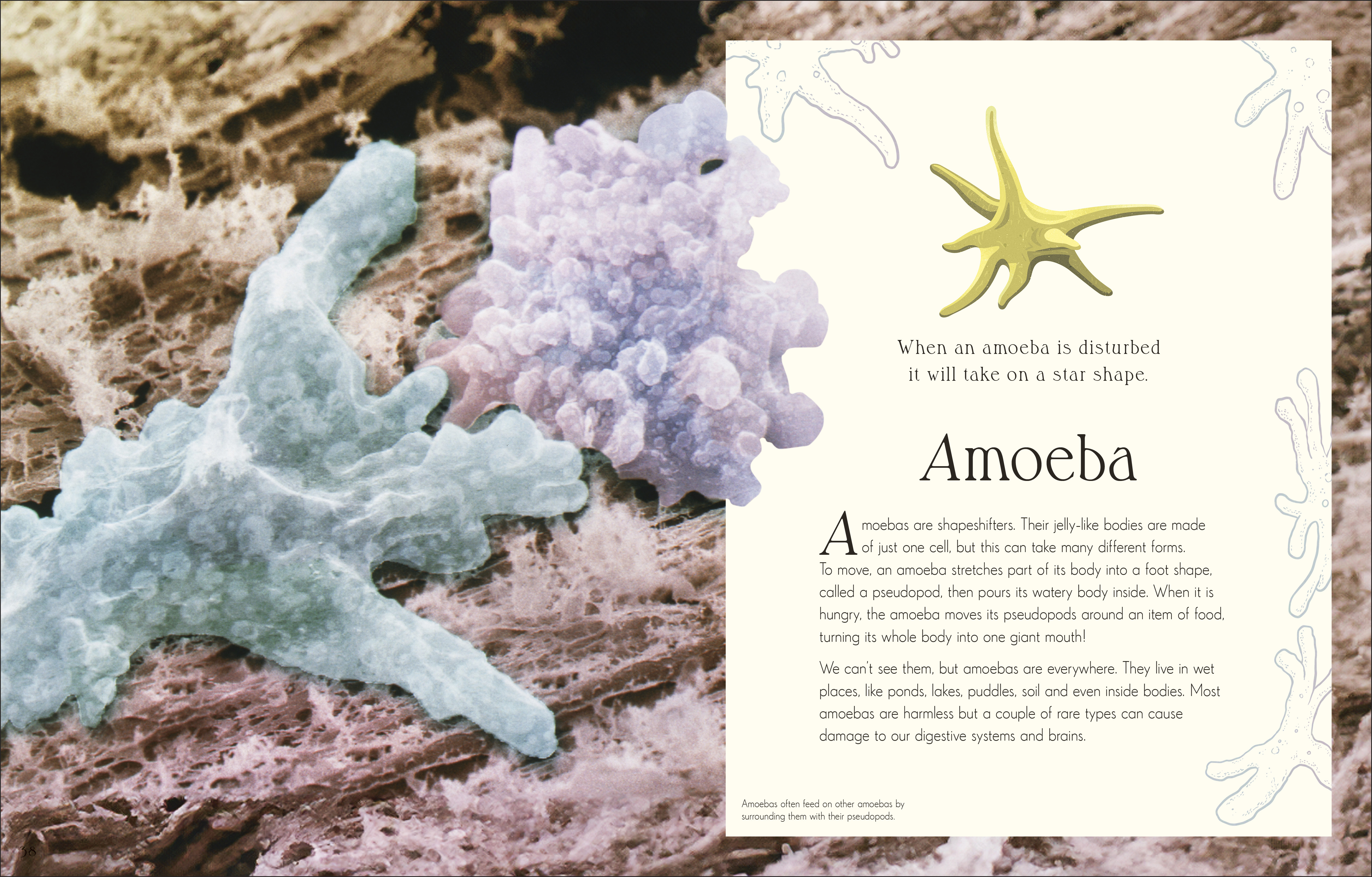 additional book photo