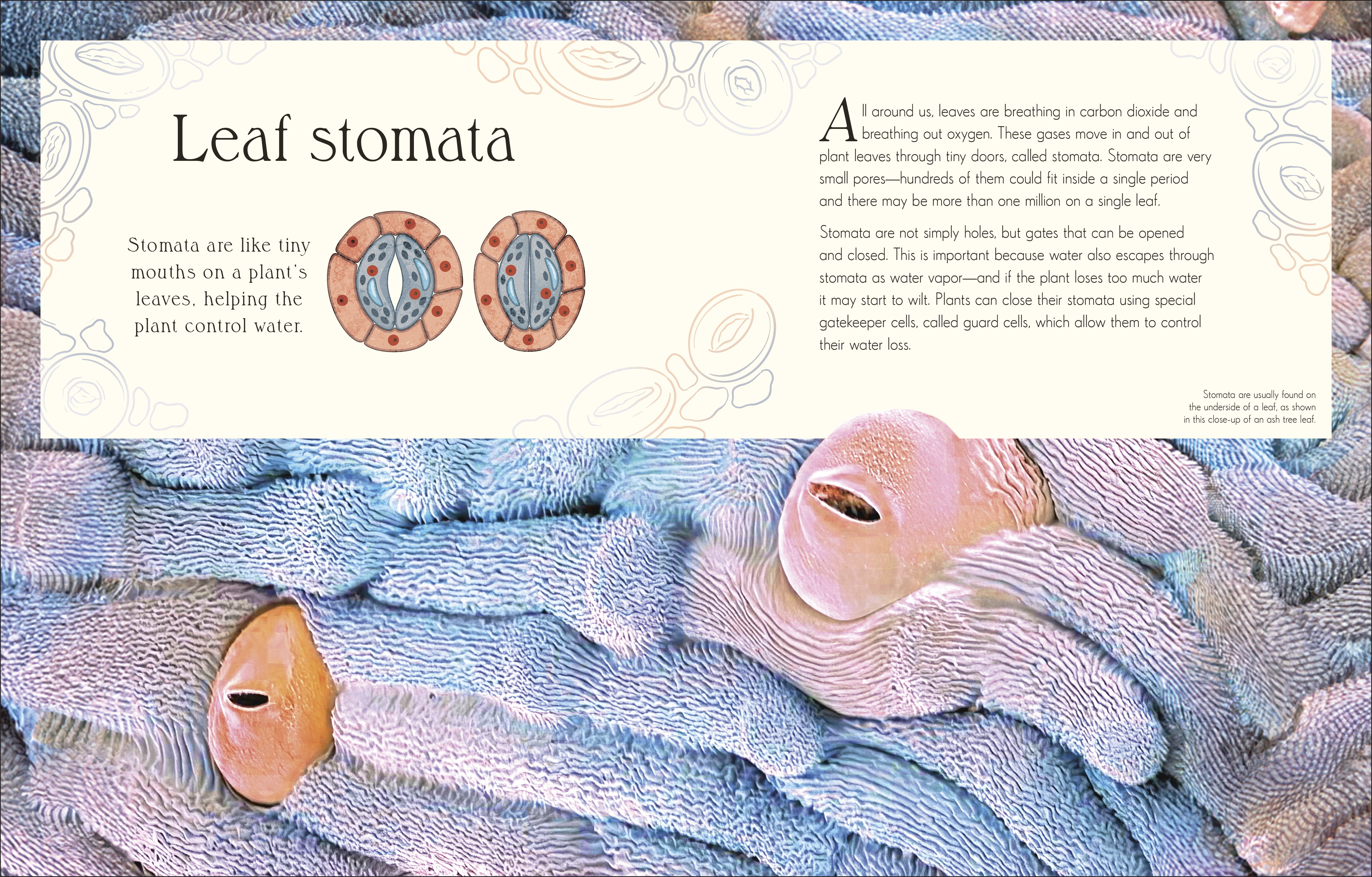 additional book photo