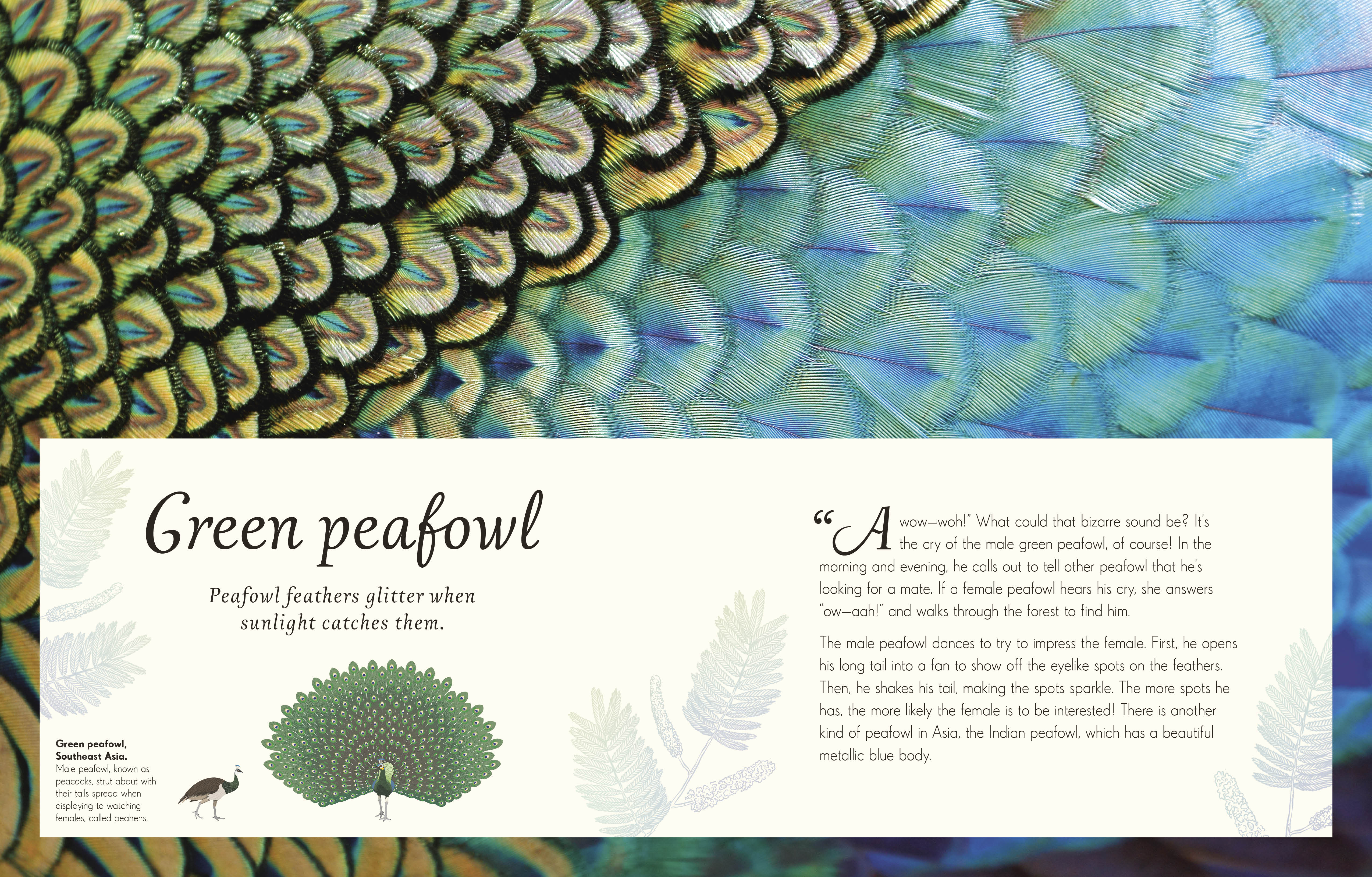 additional book photo