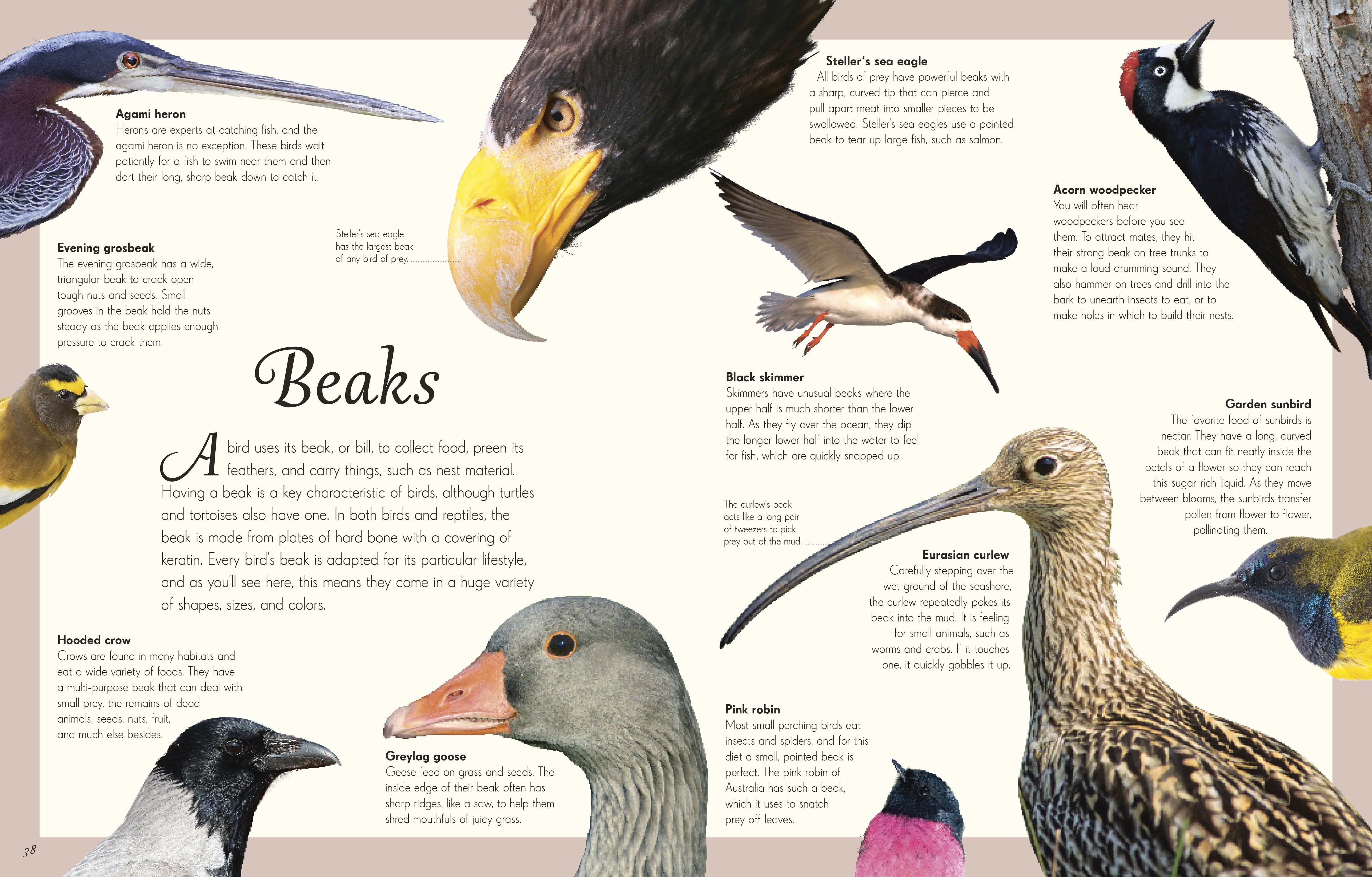 additional book photo